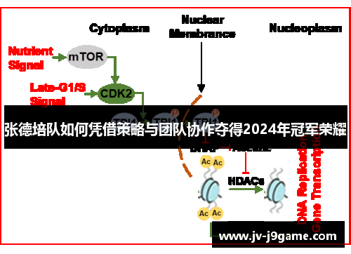 张德培队如何凭借策略与团队协作夺得2024年冠军荣耀 张德培队如何凭借策略与团队协作夺得2024年冠军荣耀